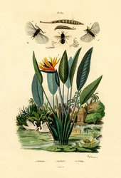 Voják létá, 1833-39